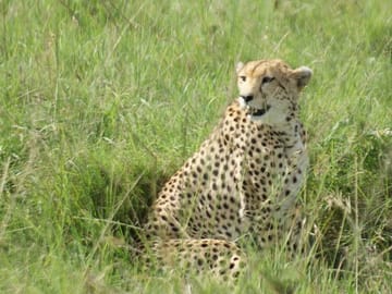 12 Days Samburu Ol-pejeta lake Nakuru Masai Mara lake Naivasha Amboseli safari