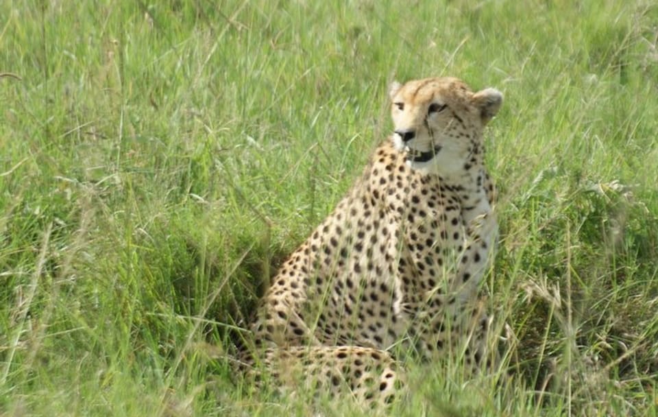 12 Days Samburu Ol-pejeta lake Nakuru Masai Mara lake Naivasha Amboseli safari