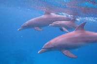 Private Speed Boat to DOLPHINS House &amp; Water activities -HURGHADA