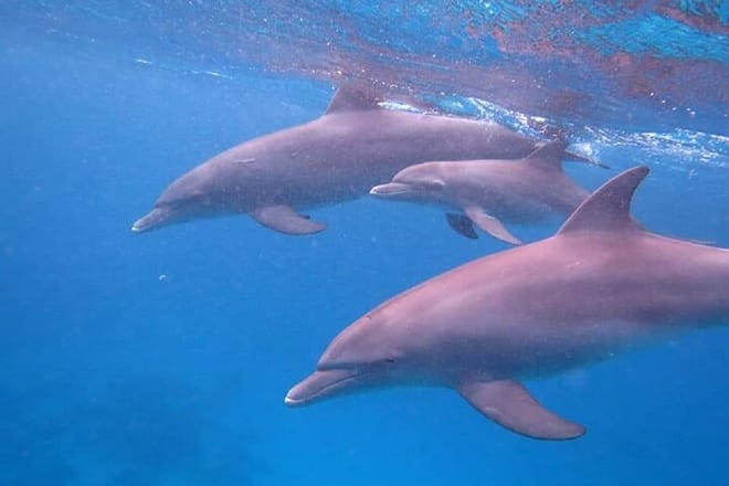 Private Speed Boat to DOLPHINS House &amp; Water activities -HURGHADA