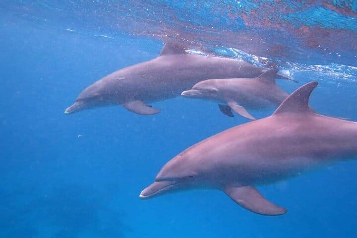 Private Speed Boat to DOLPHINS House &amp; Water activities -HURGHADA