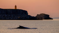 Premium Whales & Midnight Sun 7