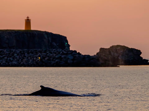 Premium Whales & Midnight Sun, photo 7