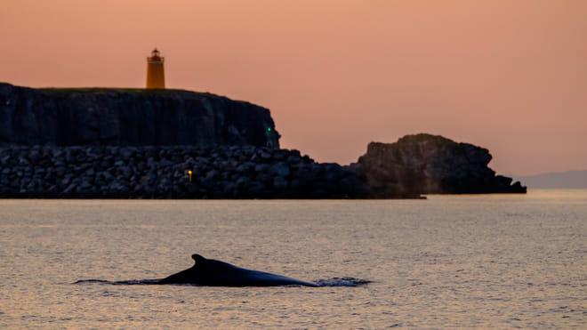 Premium Whales & Midnight Sun 7
