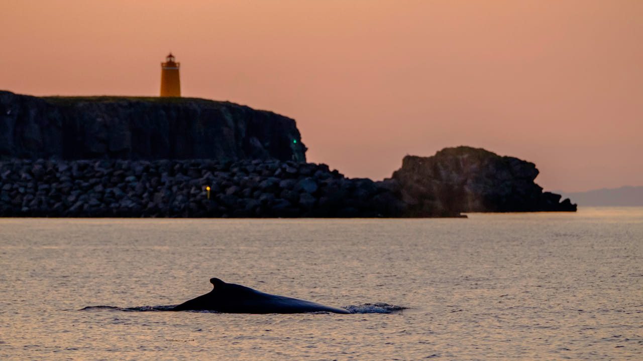 Premium Whales & Midnight Sun 7