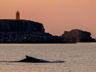 Premium Whales & Midnight Sun, photo 7