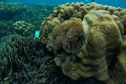 A full Day Haa & Rok islands from Koh Lanta( By Speed Boat)