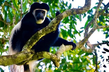 Kilimanjaro Rainforest Day Hike to Mandara Hut from Moshi