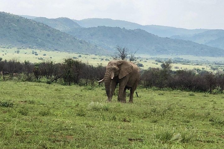 Grazing Elephant