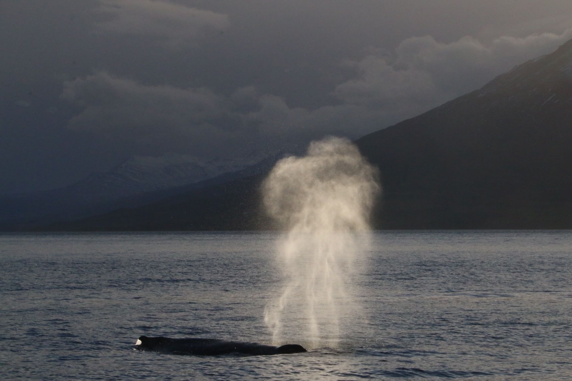 Whale emerging from water and exhaling air.