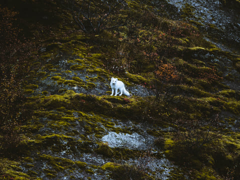 Þórsmörk – Private Self-Drive Guided Tour, photo 2