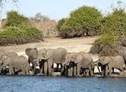 Chobe Day Trip - Chobe National Park (With Lunch Buffet) 2