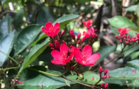 Stingless Bee Honey Farm and Beekeeping Tour