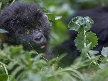 Baby gorilla foraging