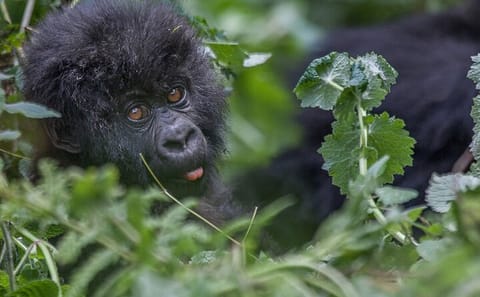 4 Days 3 Nights Rwanda Gorilla Private Trekking