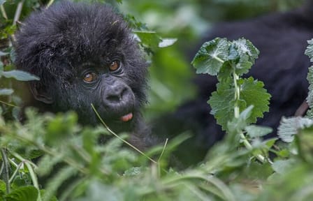 4 Days 3 Nights Rwanda Gorilla Private Trekking