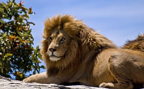 Nairobi National Park Wildlife Tour and Giraffe Centre Visit
