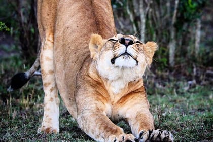 5-day African Safaris and Gorilla Treks Private Tour