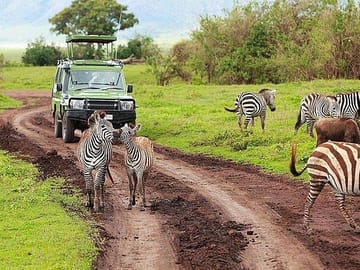 Amboseli game drive