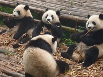 Chengdu Panda Research Base Tickets And Optional Private Tour