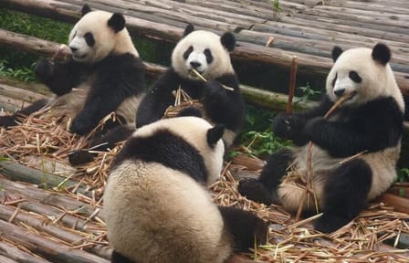 Chengdu Panda Research Base Entry and Private Tour Options