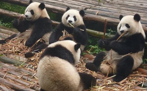 Chengdu Panda Research Base Entry and Private Tour Options