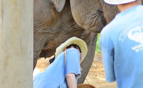 Hug Chang Elephant Experience and Long Neck Village Tour in Chiang Mai