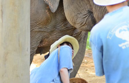 Hug Chang Elephant Experience and Long Neck Village Tour in Chiang Mai