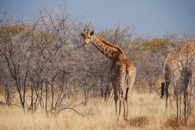 3 Days Etosha National Park Safaris 3