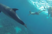 Swim With Dolphin By small-group Speedboat &amp; Transfer - Hurghada