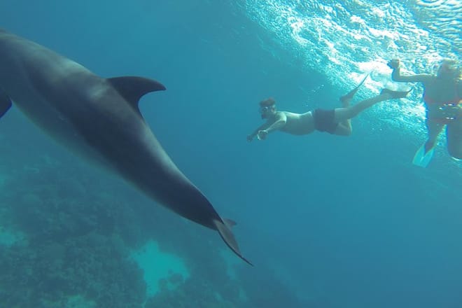 Swim With Dolphin By small-group Speedboat &amp; Transfer - Hurghada