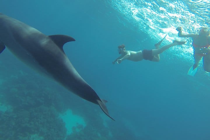 Swim With Dolphin By small-group Speedboat &amp; Transfer - Hurghada