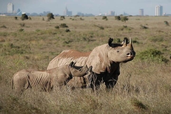 Encounter the armored giants of the park on our rhino safari tours! Get ready for a thrilling adventure as you witness these majestic creatures in their natural habitat
