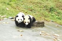 Private Chengdu Panda Base Day Tour by Round-way Flight from Shenzhen 5