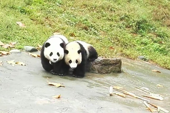 Private Chengdu Panda Base Day Tour by Round-way Flight from Shenzhen 5