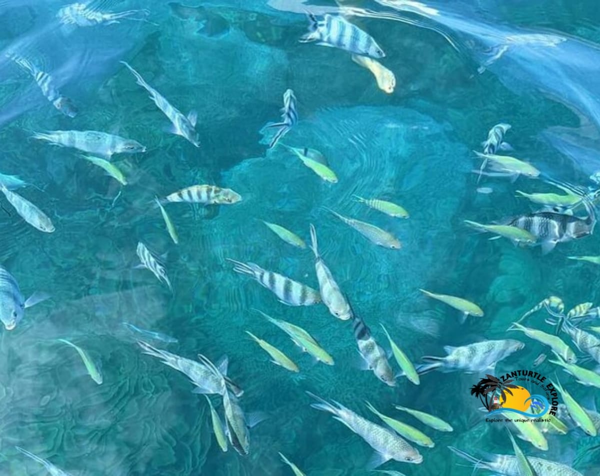 Zanzibar Maasai Culture, Jozani Forest and Salaam Cave Turtle