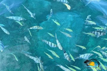 Dolphin Watching and Snorkeling Tour at Mnemba Island, Zanzibar