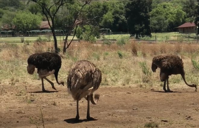 Cultura y Safari: Lesedi y Lion Park en un Solo Día - en Español 6