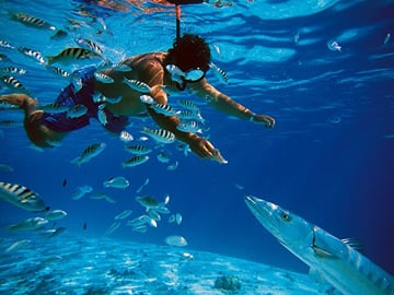 Swim with Pigs Safari Adventure in Nassau, Bahamas