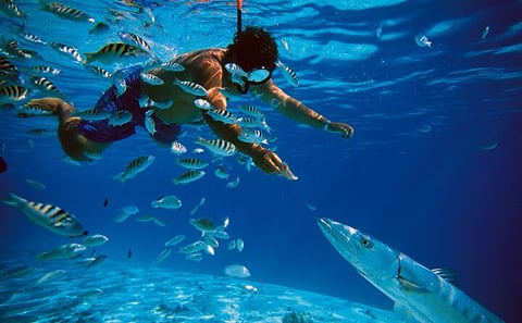 Swim with Pigs Safari Adventure in Nassau, Bahamas