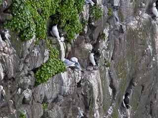 Hornstrandir Traverse, photo 28