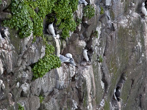 Hornstrandir Traverse, photo 28