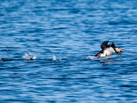Puffin Express by RIB Speedboat, photo 4