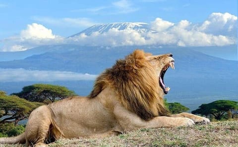 3-Day Amboseli National Park Safari from Nairobi