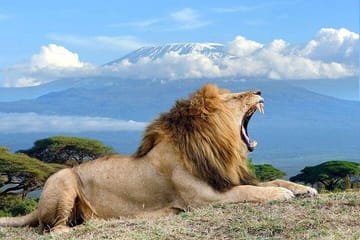 3-Day Amboseli National Park Safari from Nairobi
