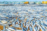 Negombo One Day Trip from Colombo 7