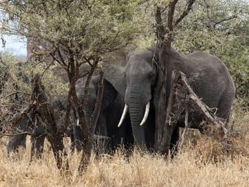 Day Trip – Tarangire National Park