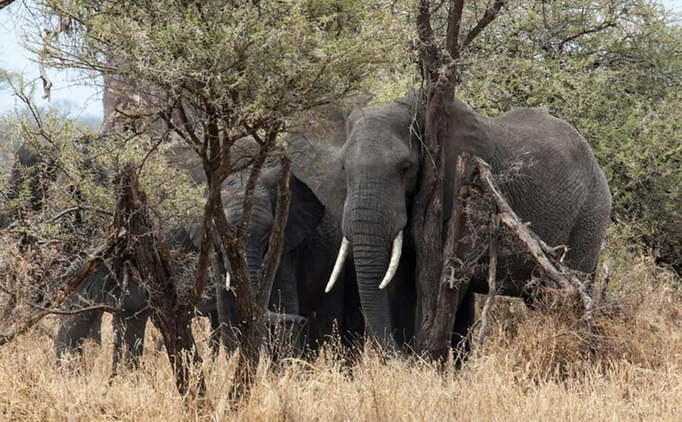 Day Trip Tarangire National Park