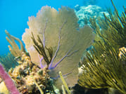 Tulum Ruins, Akumal Turtles & Cenote Combo Tour 8