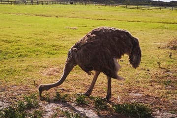 Private Tour of Cape of Good Hope, Penguins, and Kirstenbosch